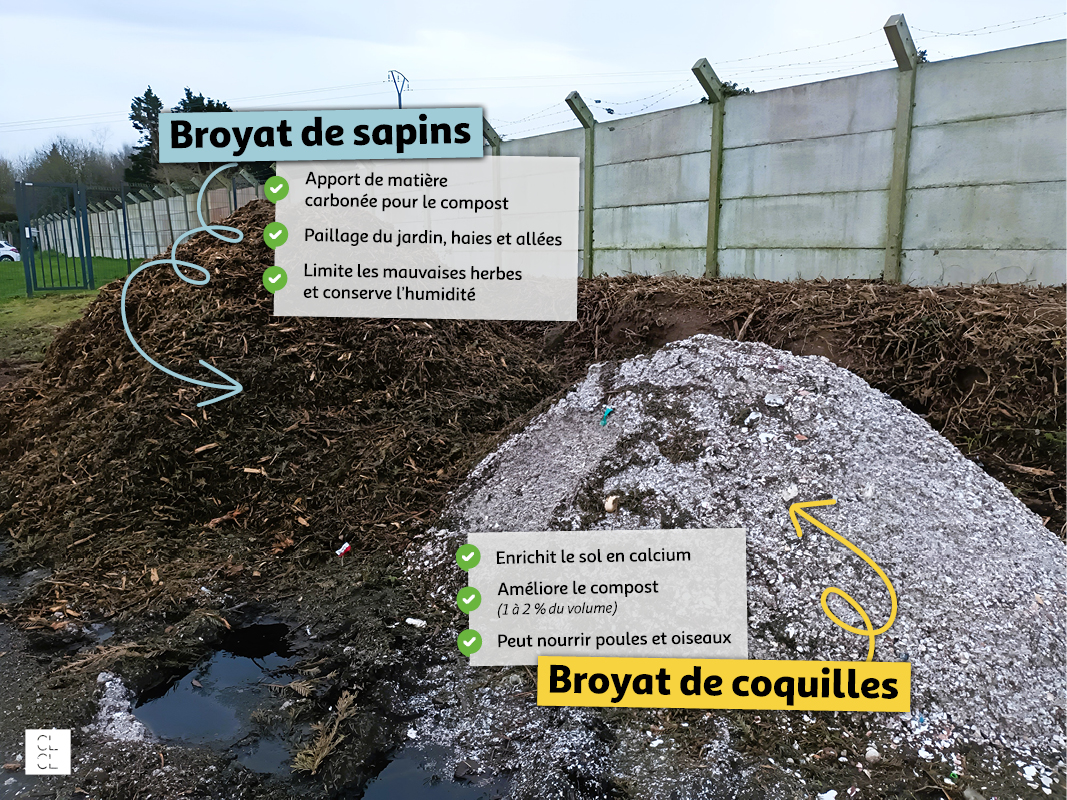 Visuel Broyats coquilles et sapins CLCL