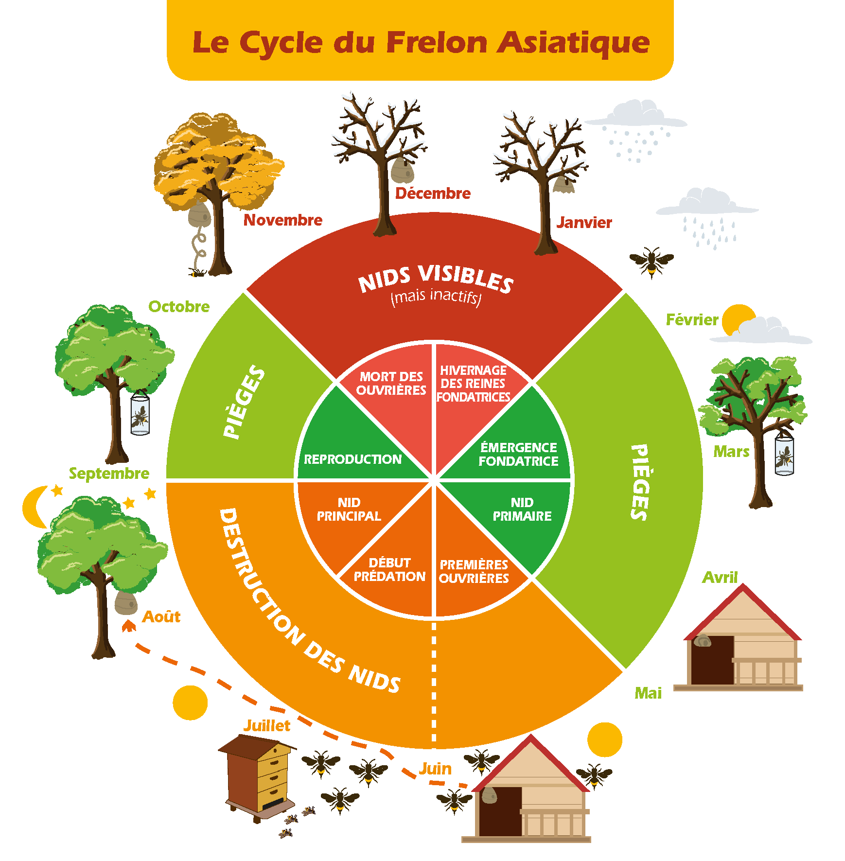 cycle-frelon-asiatique-2016.png